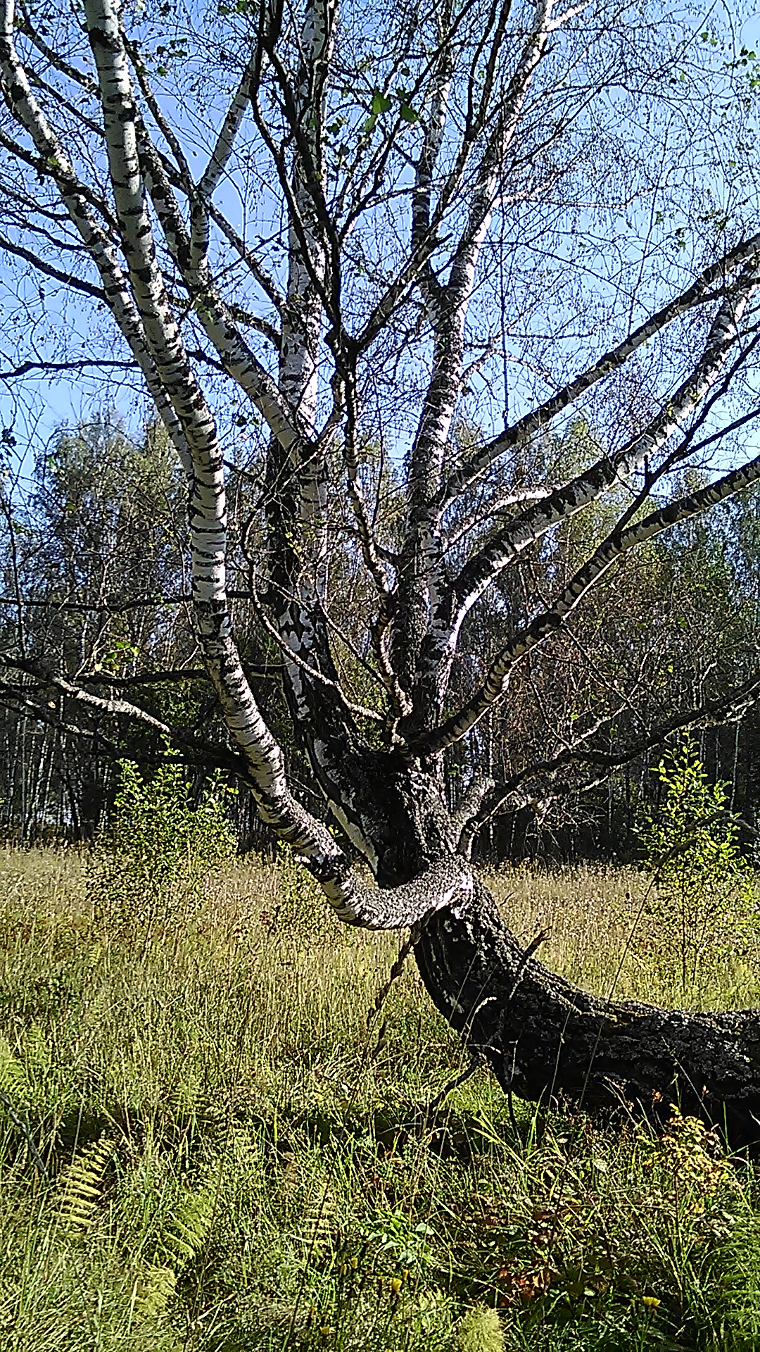 Открыть оригинальное изображение